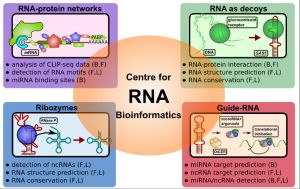 RNA Bioinformatics Center - overview