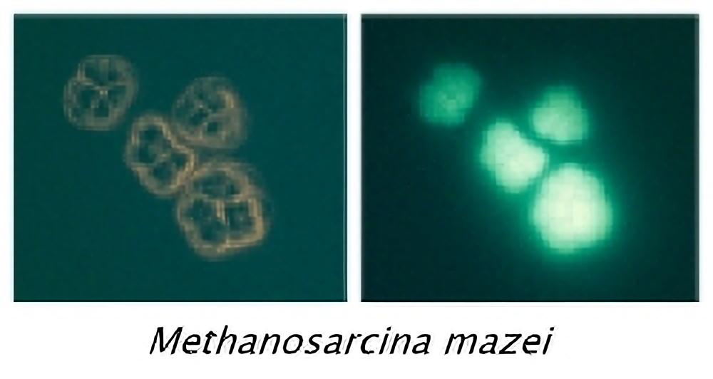 org-methanosarcina